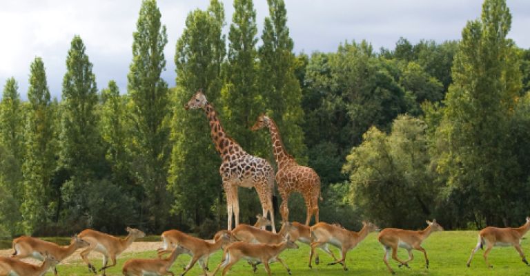 Zoo et parc de Thoiry & concert de Yannick Noah