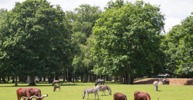 Zoo et parc de Thoiry & concert de Yannick Noah