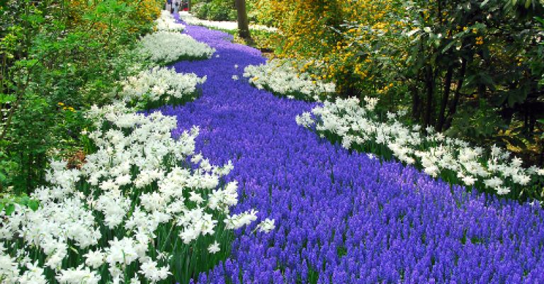 Parc floral Keukenhof