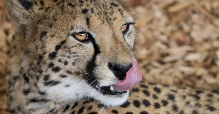 Week-end zoo de Beauval