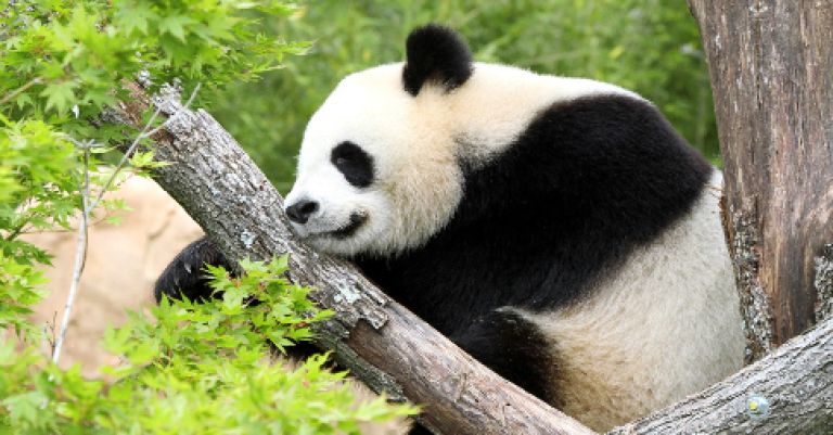 Week-end zoo de Beauval