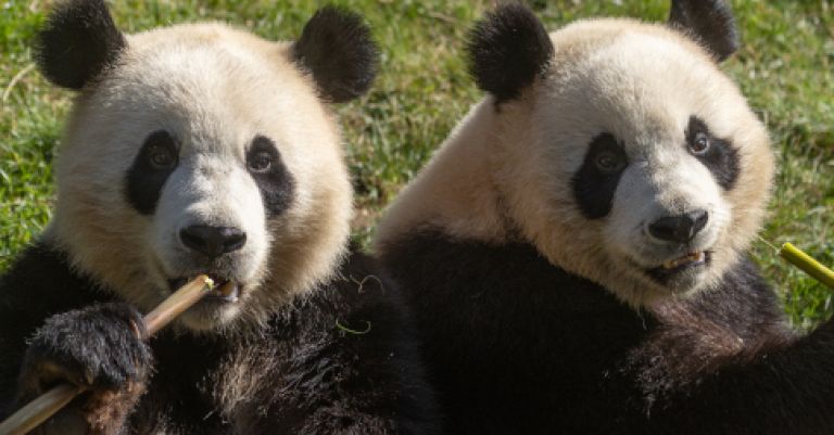 Pairi Daiza, élu meilleur zoo d'Europe