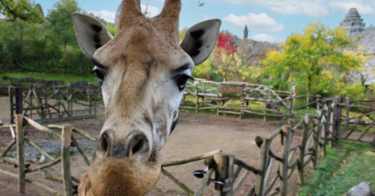 Pairi Daiza, élu meilleur zoo d'Europe