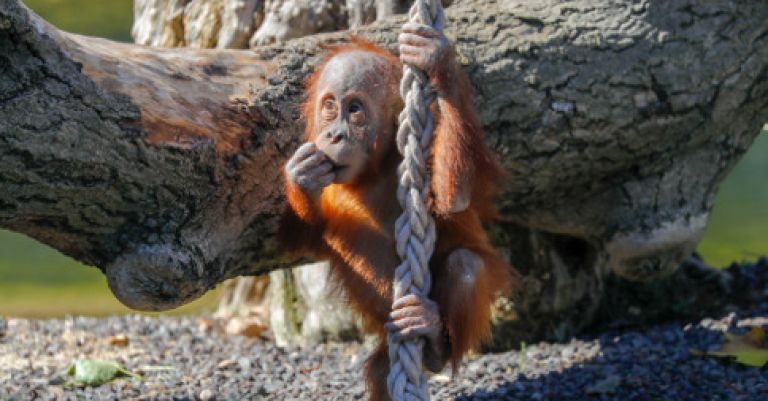 Pairi Daiza, élu meilleur zoo d'Europe
