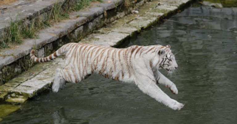 Pairi Daiza, élu meilleur zoo d'Europe