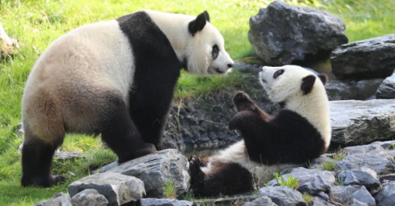 Pairi Daiza, élu meilleur zoo d'Europe