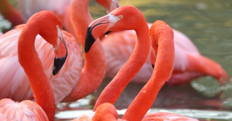 Week-end zoo de Beauval