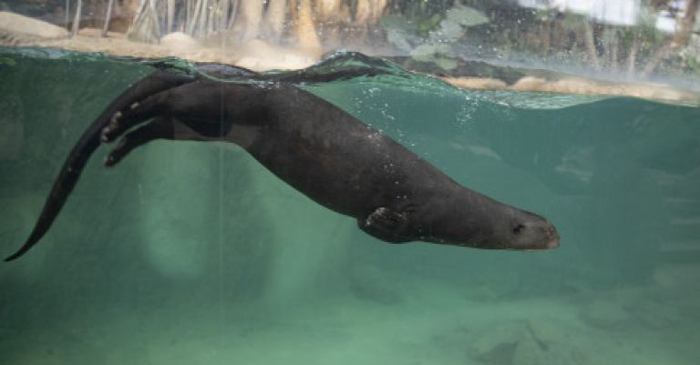 Week-end zoo de Beauval