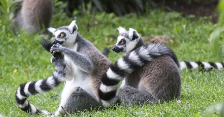 Week-end zoo de Beauval