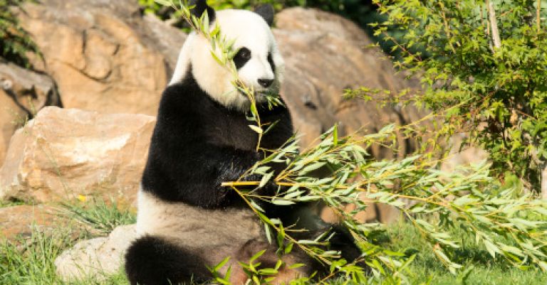 Week-end zoo de Beauval