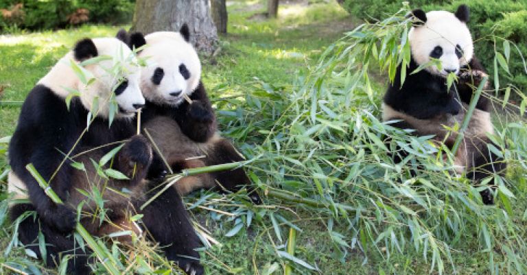 Week-end zoo de Beauval