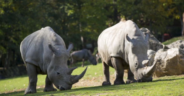 Week-end zoo de Beauval