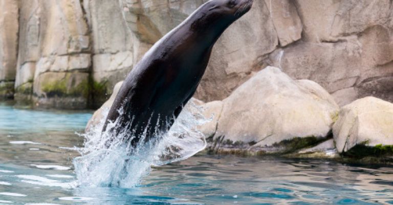 Week-end zoo de Beauval