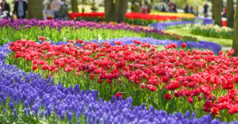 Parc floral Keukenhof