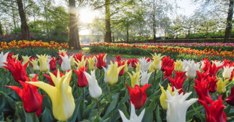 Parc floral Keukenhof