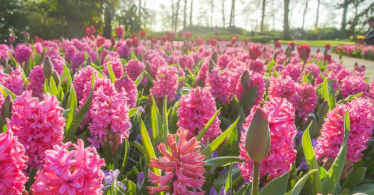 Parc floral Keukenhof