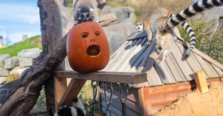 Pairi Daiza Halloween