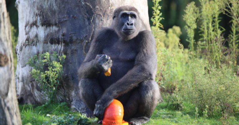 Pairi Daiza Halloween