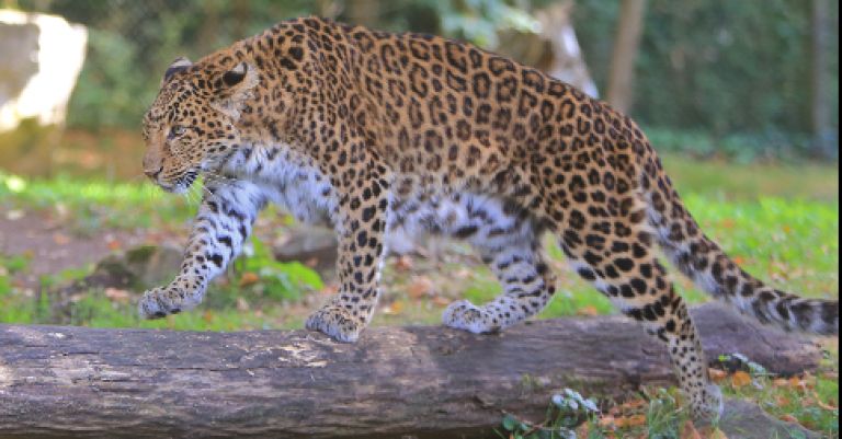 Zoo de Thoiry