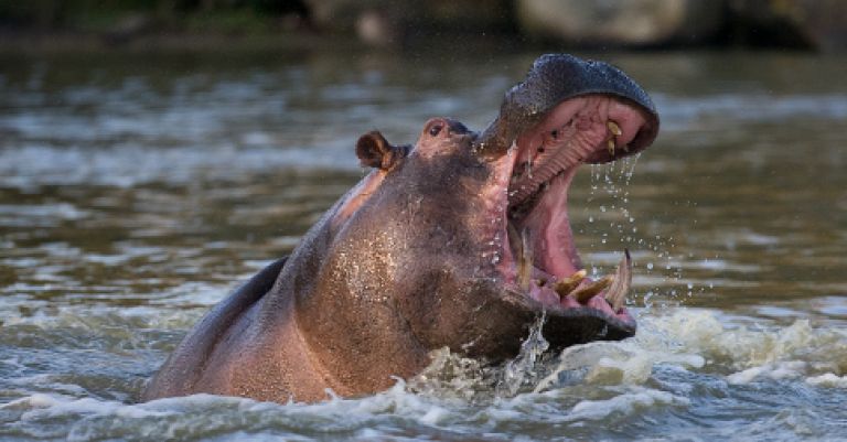 Zoo de Thoiry