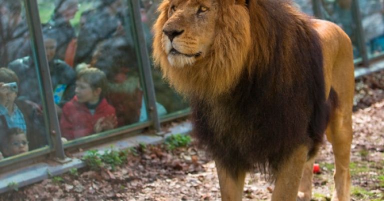 Zoo de Thoiry
