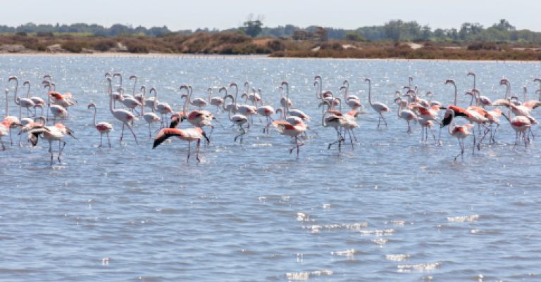 Le Languedoc et la Camargue
